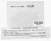 Piggotia coryli image